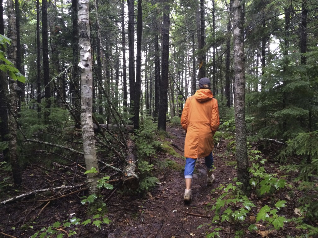 promenade dans les bois