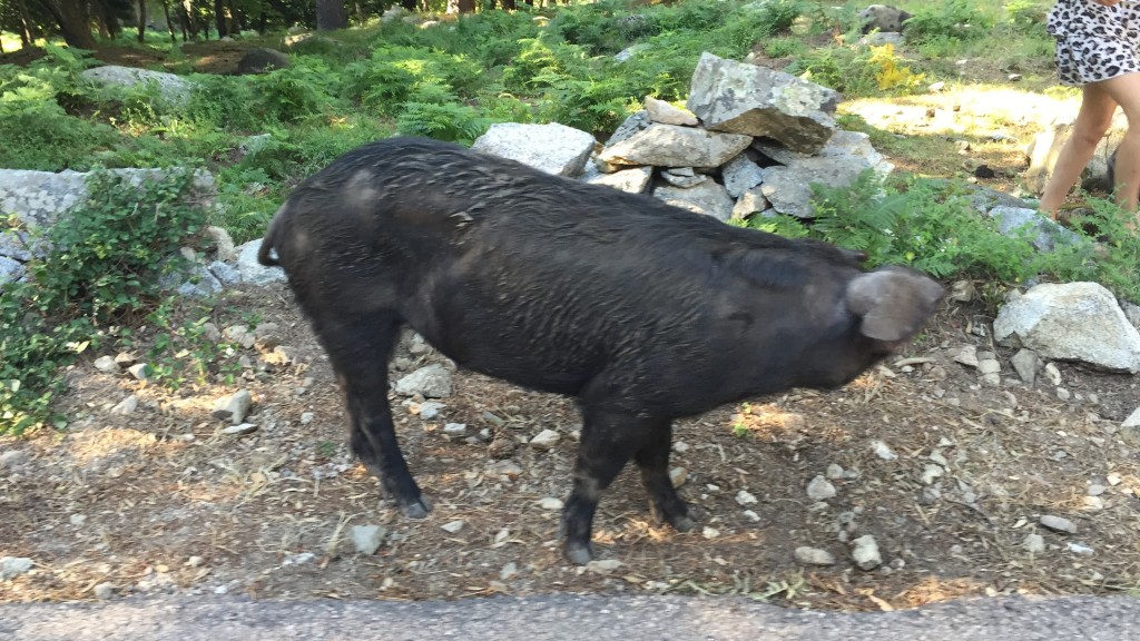 Les Cochons noirs de Corse